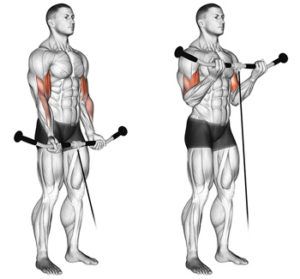 biceps cable curl