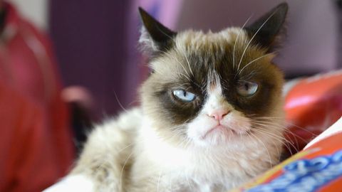 grumpy cat